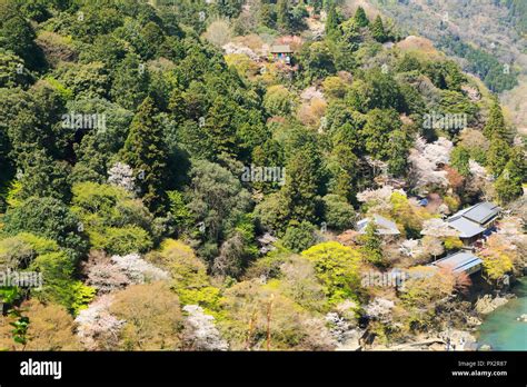 Cherry blossoms in Kyoto Arashiyama Stock Photo - Alamy