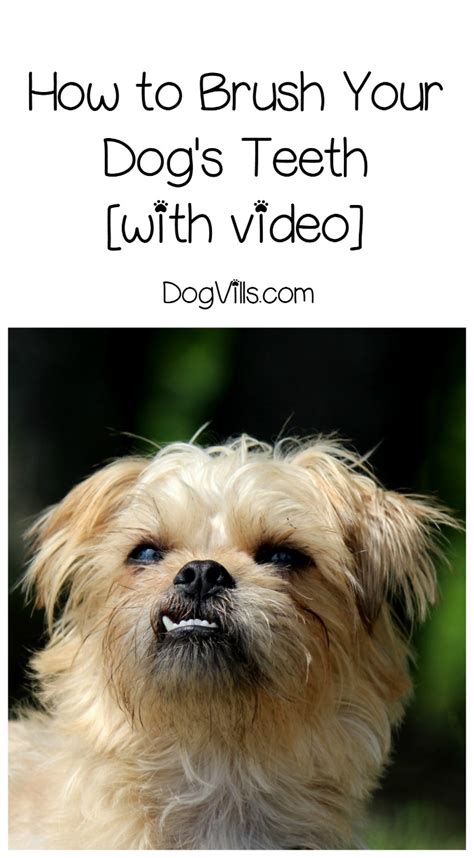 How to Brush Your Dog's Teeth [with video] - DogVills