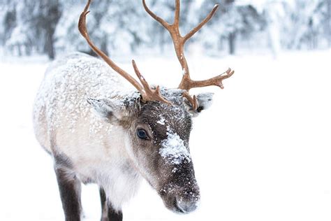 Pictures Of Reindeer - Clashing Pride