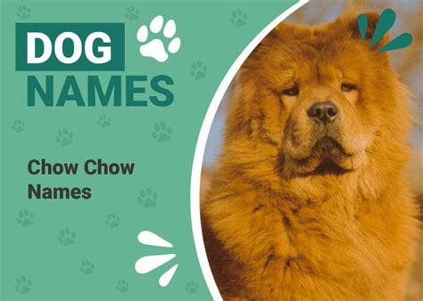 200+ Popular Chow Chow Dog Names: Unique Options For Your Adorable Pet | Pet Keen