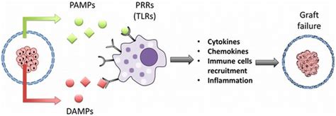 I PRRs riconoscono i PAMPs: come inizia la risposta immunitaria nell ...