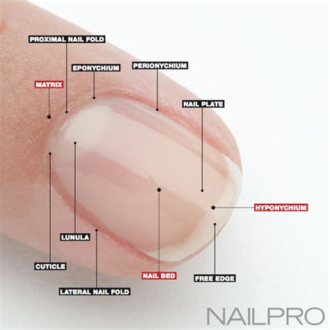 Chapter 9 Nail Structure and Growth Diagram | Quizlet