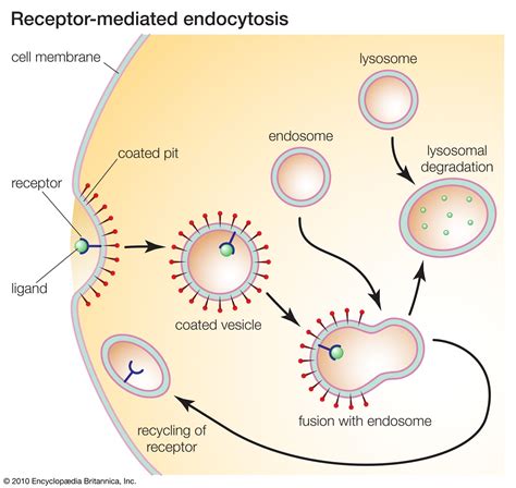 Receptor | Nerve Endings, Signaling & Sensory Perception | Britannica