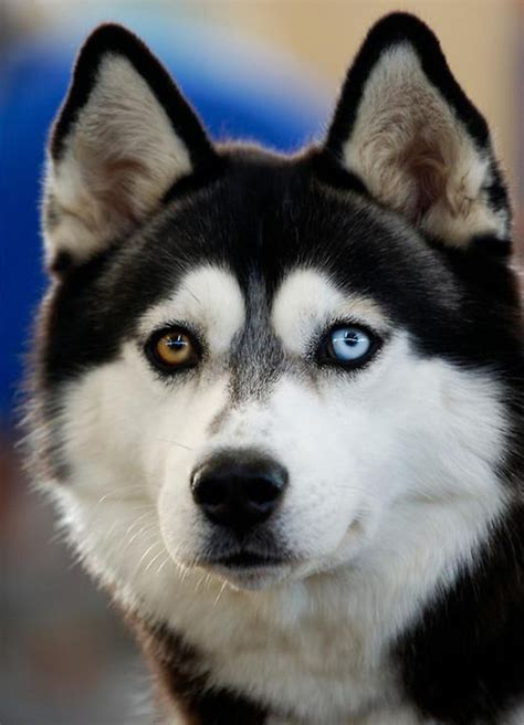 Siberian Husky - heterochromia . | Beautiful dogs, Animals, Dogs