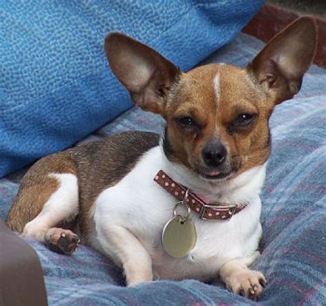 Dachshund Chiweenie Rat Terrier Chihuahua Mix - Pets Lovers