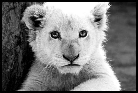 White Lion Cub by TonallyTormented on DeviantArt