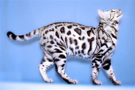 silver bengal - Google Search | White bengal cat, Rare cat breeds, Cat breeds