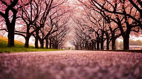 1920x1080px | free download | HD wallpaper: japan, peach, trees ...