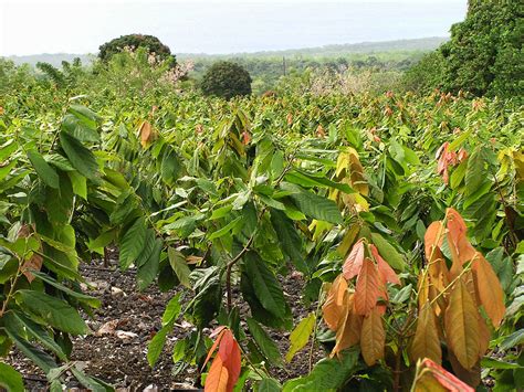 Hawaiian Cacao Preview - Chocolate Connoisseur