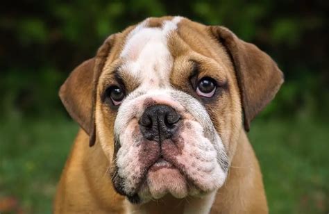 Are English Bulldogs Easy To Train? [Unveiled The Truth!] - AtractivoPets