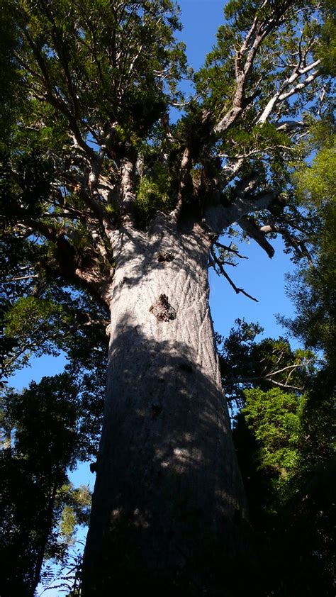 Tāne Mahuta, Waipoua Forest, New Zealand | Tāne Mahuta, or "… | Flickr