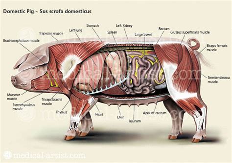 Veterinary Illustrations | Illustrations of Animal Anatomy | Pig Anatomy | Chicken Anatomy