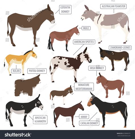 Donkey Breeds Icon Set Animal Farming Stock Vector (Royalty Free) 622896575 | Shutterstock