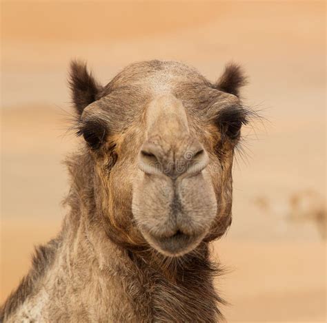 Middle Eastern Camels in a Desert Stock Photo - Image of rural, east ...