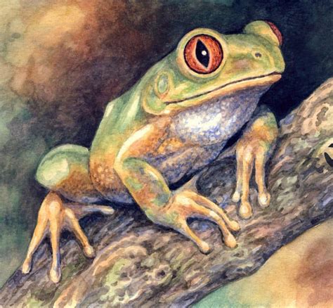 How To Draw A Rainforest Frog at How To Draw