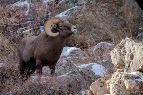 Wild Colorado - Fascination Wildlife