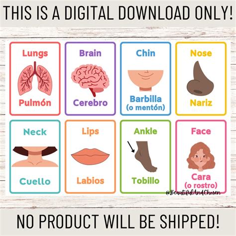 Bilingual Body Parts Flashcards-spanish and English Printable - Etsy