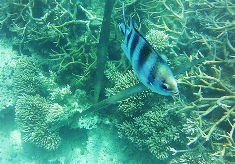 Snorkeling in Blue Bay Marine Park | Snorkeling in Mauritius