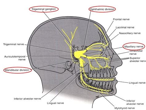 Anatomy of Cranial Nerves 5,7,8