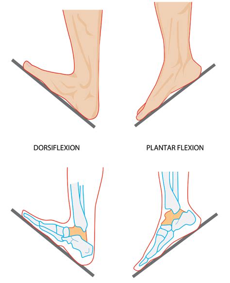 Dorsiflexion (move upwards) vs. Plantarflexion (downwards) #CustomFootOrthotics # ...