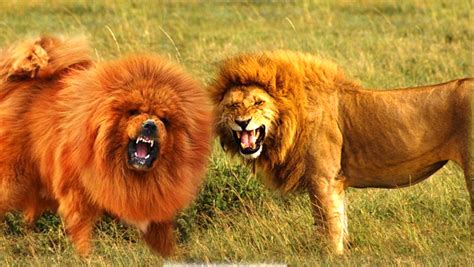 11 Dogs That Look Like Lions - PetHelpful