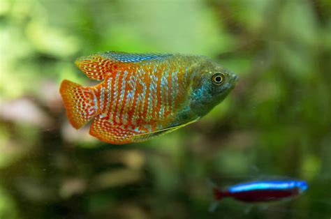 Dwarf Gourami Care Guide: Tank Mates, Lifespan, and Health