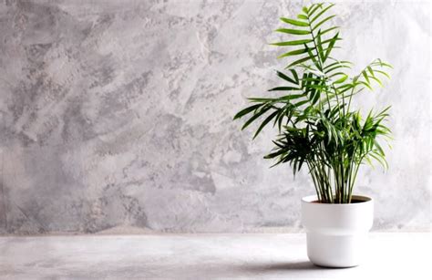 9 Incredible Areca Palm Benefits That Make Your Jaw Drop