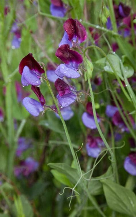 Lathyrus odoratus – Dig Delve – An online magazine about gardens ...