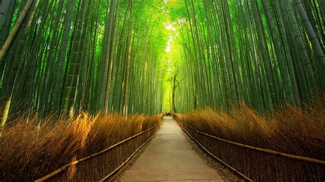 Bamboo Tree Wallpaper