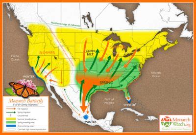 “Things look good” as 2021 monarch butterfly migration takes flight ...