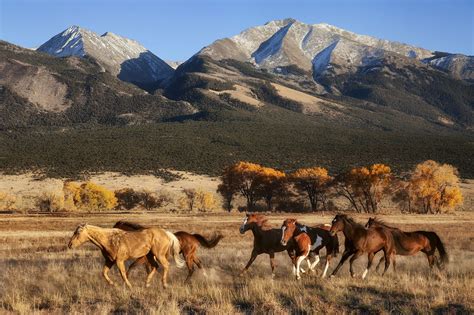 Running Horses with Mountain Backdrop | Horses, Running horses ...