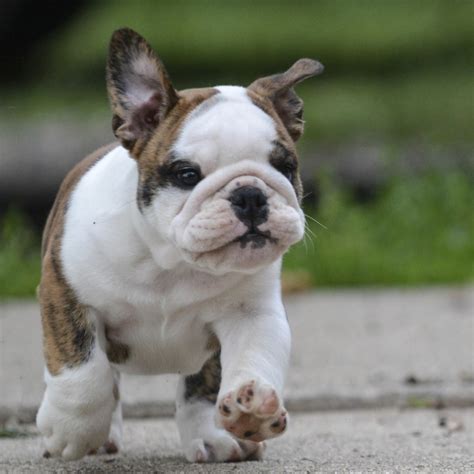 The Most Popular Dog Breeds of 2014 – American Kennel Club