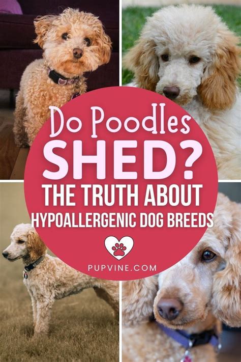 Do poodles shed the truth about hypoallergenic dog breeds – Artofit