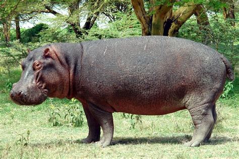 Common Hippopotamus | Hippoworlds