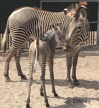 Grevy's Zebra Foals Join Gorilla Falls Exploration Trail - AllEars.Net