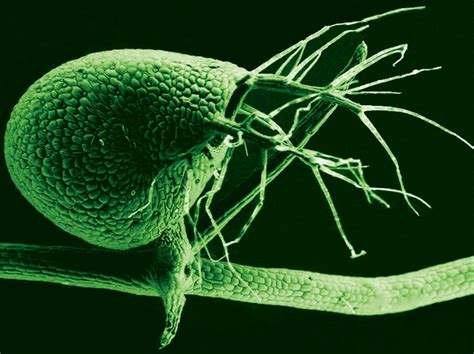 Carnivorous bladderwort has a tiny genome but loads of genes, scientists mystified - Market ...