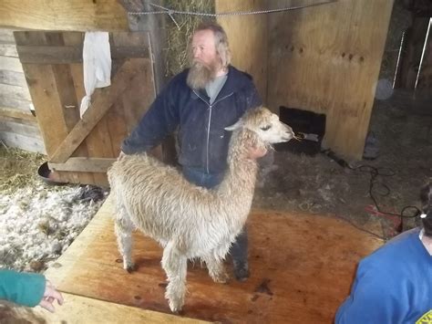 Spinners End Farm: Alpaca Shearing