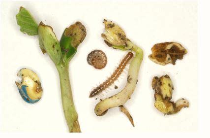 Pea Weevil, Asparagus Beetle, and Millipedes – IPM Pest Advisories