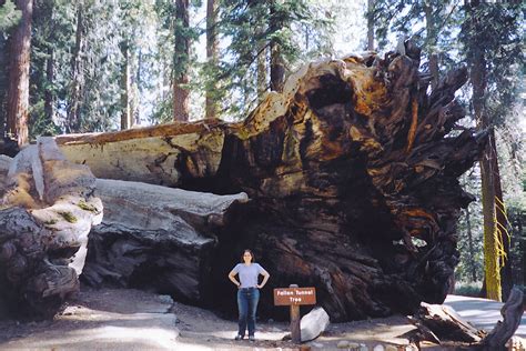 Fallen Tunnel Tree | (formerly known as the Wawona Tunnel Tr… | Flickr