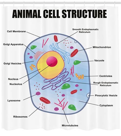 Educational Shower Curtain, Microbiology Theme Animal Cell Structure Genetic Research School ...