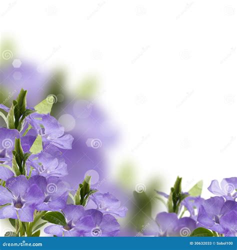 Floral Background from Periwinkle Stock Image - Image of periwinkle, bouquet: 30632033