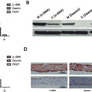 The expression of myoblast markers of-SMA, Desmin and PAX7. (A) qPCR... | Download Scientific ...