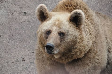 Syrian brown bear/ Ursus arctos syriacus - ZooChat