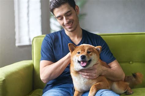 Potty Training a Shiba Inu: Tips and Tricks – NorCal Shiba