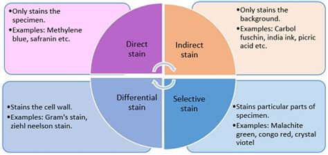 What is Staining? Definition, Objectives, Mechanism & Types - Biology Reader