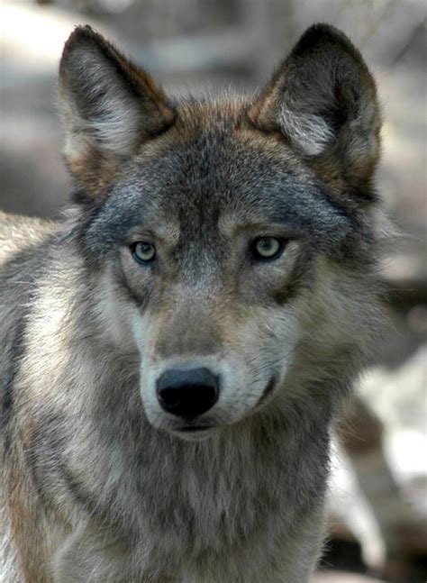 Survey seeks gray wolves in Lower Peninsula - mlive.com