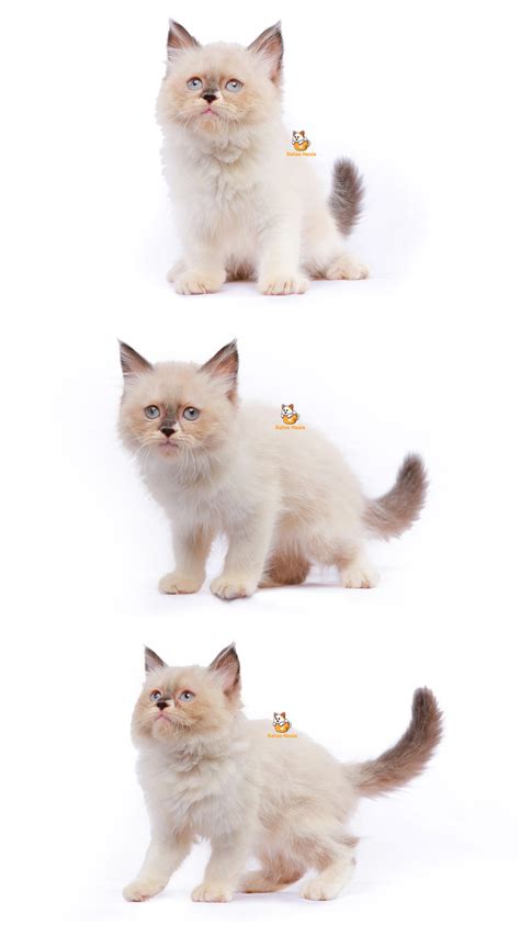 Boots - Kucing Ragdoll Mix Himalaya 3 Bulan Jantan - Katze Nesia