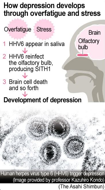 Researchers: Virus-derived protein triggers depression | The Asahi Shimbun: Breaking News, Japan ...