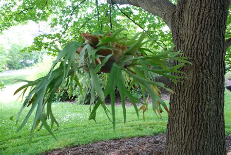 Care Of Staghorn Ferns | What Grows There :: Hugh Conlon, Horticulturalist, Professor, Lecturer ...