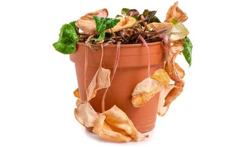 How To Tell If a Plant is Dead - Can It Be Revived - Landscape Solutions